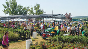 Hundreds of people turned up at McCorkle Nurseries to buy plants at wholesale prices