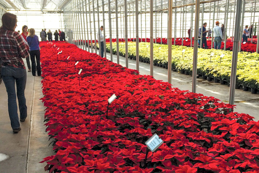 Poinsettia Growers Discuss Their Recent Trials And Triumphs ...