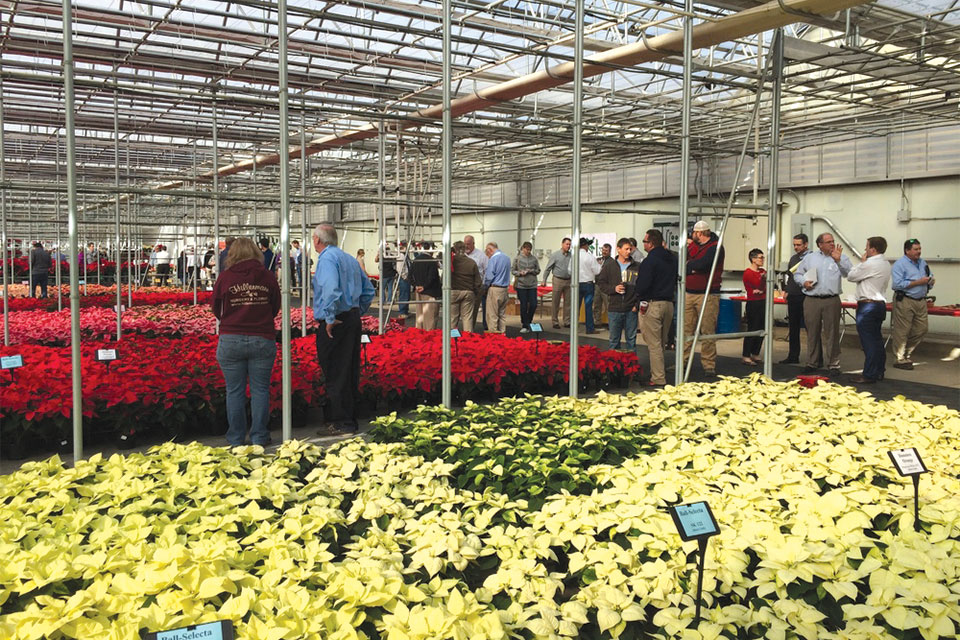Millstadt Young Plants’poinsettia trials have become known as the “biggest and best” around. This reputation is based on trust, says grower Adam Heimos