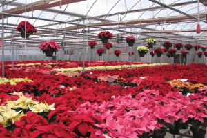 Mitchell’s Nursery & Greenhouse first caught the poinsettia bug in 1996, but the operation didn’t begin trialing the plant until 2004
