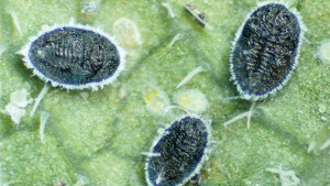The beneficial parasitoid Encarsia formosa feeding on greenhouse whitefly