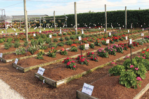 Costa Farms’ Trial Gardens mimic spring garden conditions across the U.S. to test the metal of new varieties
