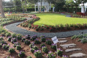 Costa Farms’ Trial Gardens show new varieties in the landscape