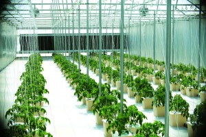 Greenhouse Vegetable Marketing