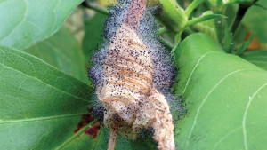 One symptom of Botrytis blight is gray, fuzzy sporulation on foliage and flowers, similar to that shown on the flower of this hibiscus