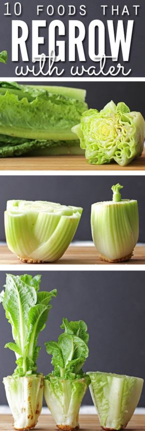 10 Foods That Regrow With Water Pinterest pin