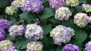 Hydrangea ‘Endless Summer BloomStruck’ (Bailey Nurseries)