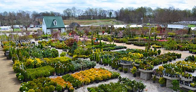 Natives Are A Competitive Advantage At Homestead Gardens - Greenhouse