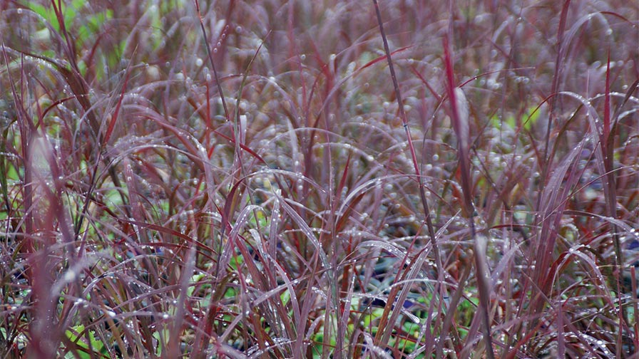 Andropogon gerardii Blackhawks (Intrinsic Perennial Gardens)