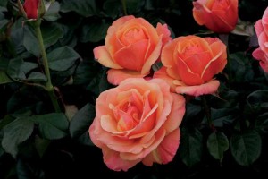 Anna’s Promise (Weeks Roses)