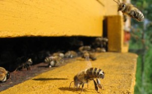 Bees at the entrance of a beehive FEATURE