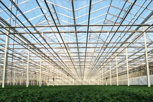 Dutch greenhouse