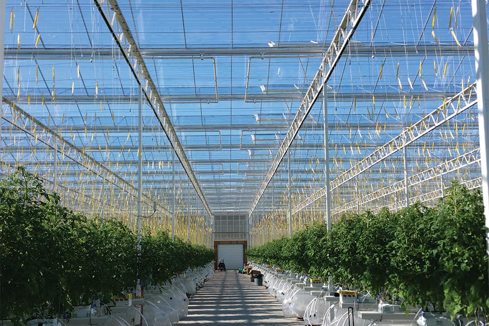 Houweling's Tomatoes' Mona Greenhouse Longvine Growing