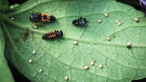Parasitized aphid mummies, ladybird beetle larvae
