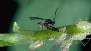 Parisitic Wasp Aphidius colemani