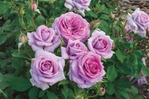 Violets Pride (Weeks Roses)