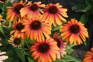 Echinacea ‘Butterfly Rainbow Marcella’