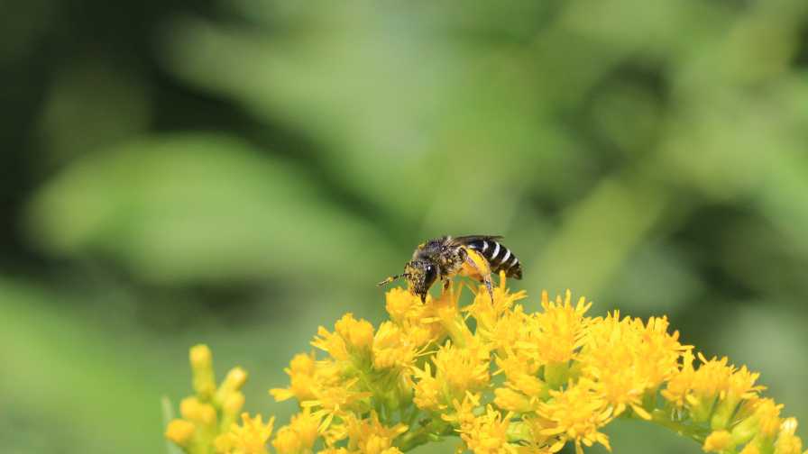 MSU Guide To Attracting Pollinators