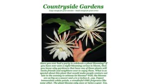 Queen of the Night promo from Countryside Gardens