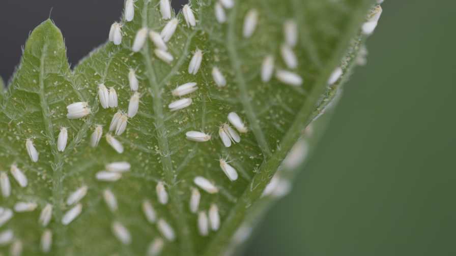 Whitefly greenhouse biocontrols