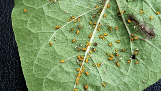 How You Can Stop Aphids By Understanding Their Interactions With Plants ...