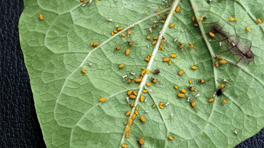 Aphids On Older Leaves neonicotinoids