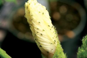 Aphids On Terminal Growth