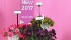 New verbena for 2017 from Selecta FEATURE