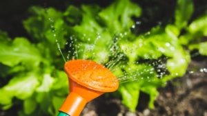 Watering a garden FEATURE