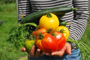 Woman holding vegetable harvest Stock photo