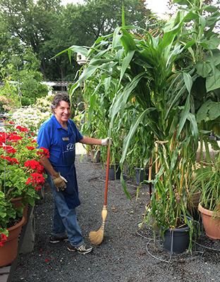 Corn and sunflowers in containers at Chalet Nursery