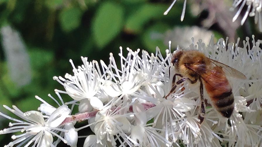 finneran bee on snakeroot pollinator