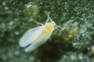 Bemisia tabaci, Adult whitefly