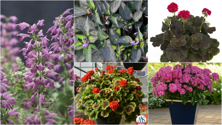 11 Award Winning Annuals You'll Want On Your Benches Next Spring ...