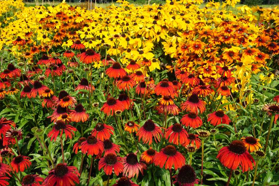 16 New Perennials For Pollinator Gardens Greenhouse Grower