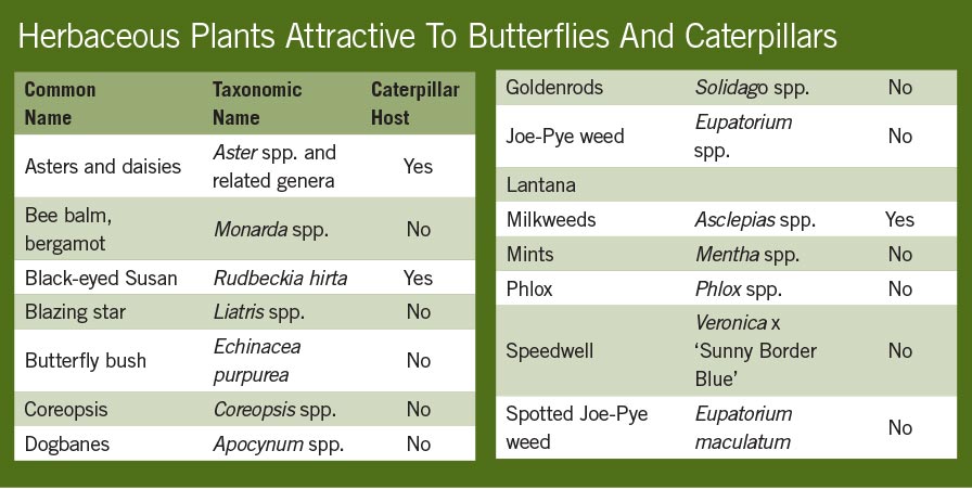 Table of herbaceous plants attractive to butterflies