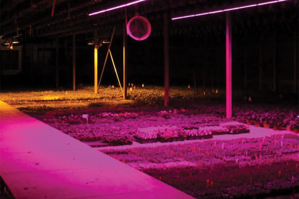 LEDs used in greenhouse michigan state university
