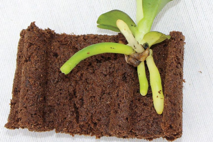 Grow-Tech Patents Plug Designed for Tissue Culture - Greenhouse Grower