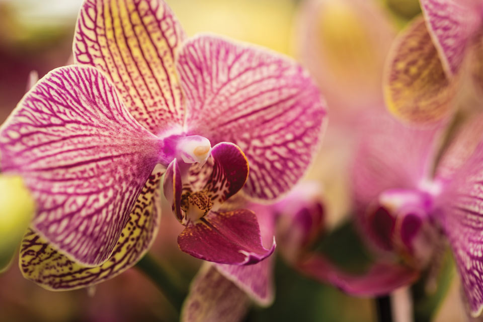 westerlay orchids