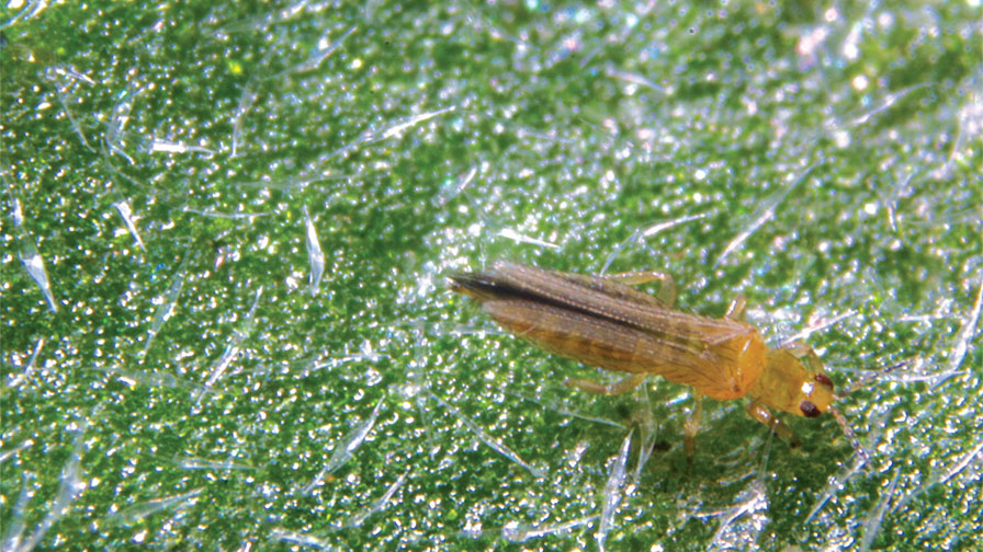 Adult Thrips feature
