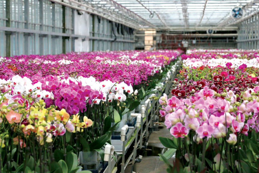 How to Stand Out in the Orchid Market - Greenhouse Grower