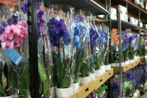 Sleeved orchids at Green Circle Growers