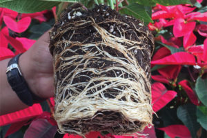 Poinsettia roots