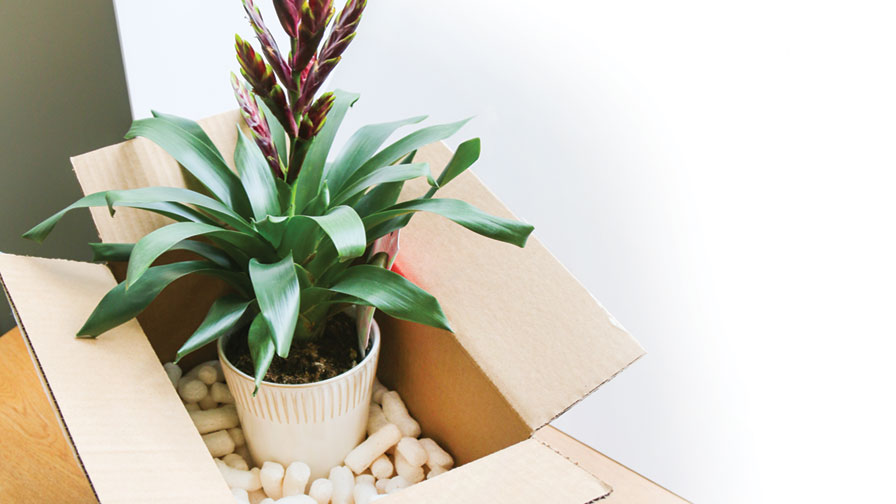 Plant in box for Amazon feature image
