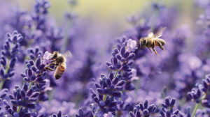 Bee on Lavender feature