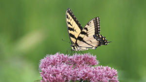 Butterfly on a Pollinator Plant Feature