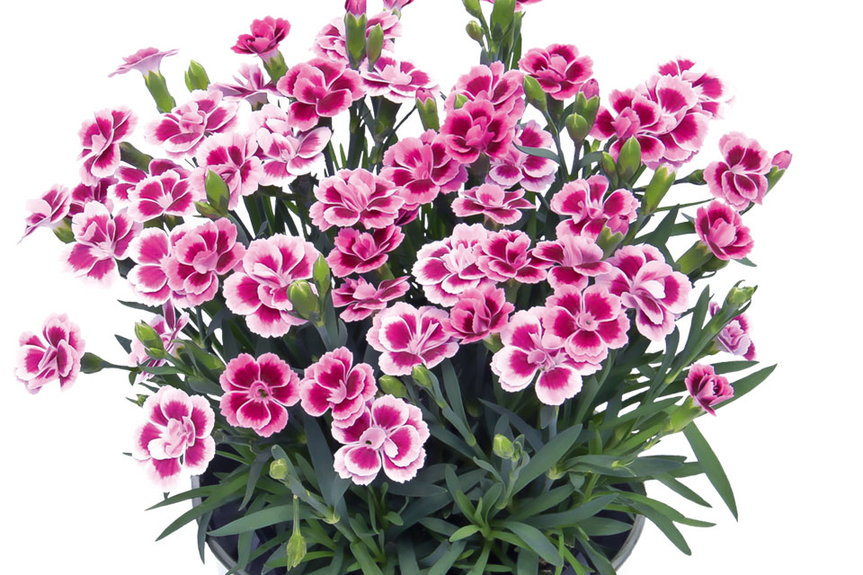 Growing Tips for Selecta's Dianthus ‘Pink Kisses’ - Greenhouse Grower