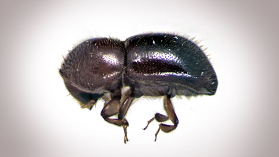 beetle ambrosia Lifecycle asian
