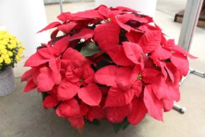 PlantPeddler Hosting Poinsettia Variety Day in December