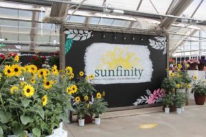 Proven Winners’ Focus on Creating Moments; Syngenta Hypes New Sunflower and Boosts Breeding Efforts; Danziger Developing Breeding Lines and Combos